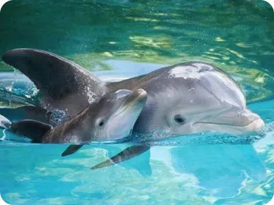 Dolphins in Water