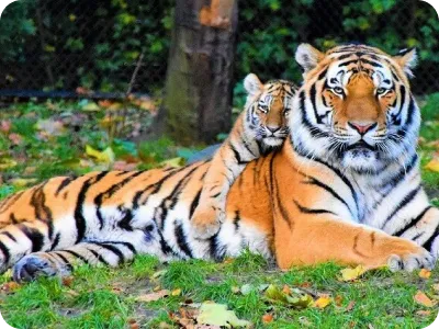 Tiger in Nature